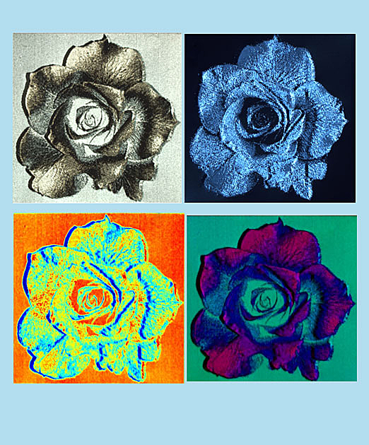 A Rose By Any Other Name... thumbnail