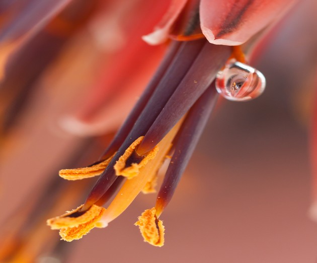 Eye in the Flower